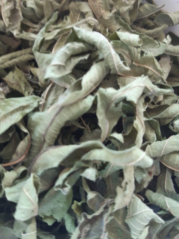 Verveine citronnée