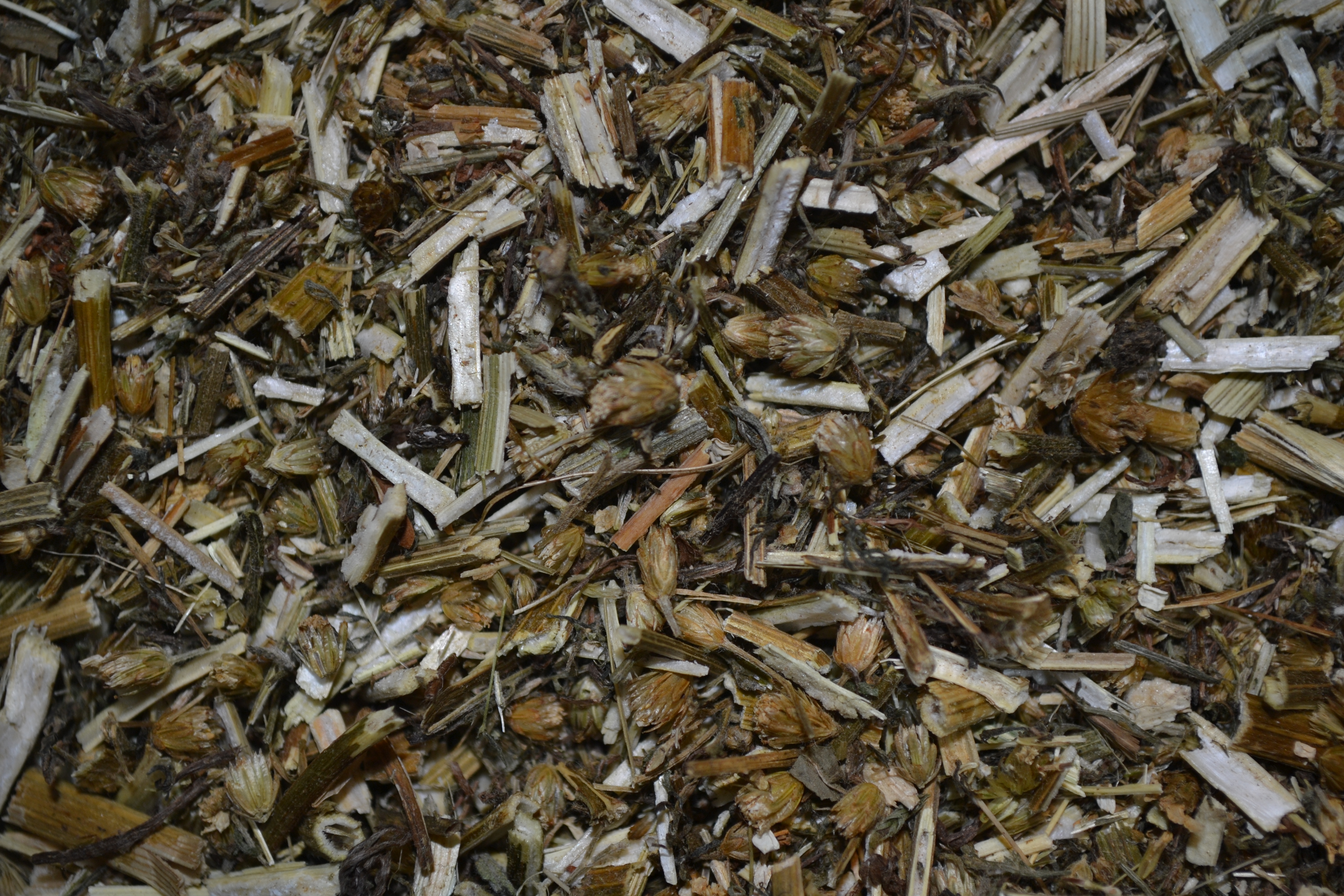 Achillée Millefeuille